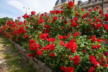 flowers in the garden