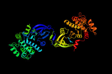 Calcium/calmodulin-dependent protein kinase ID, a protein which may be involved in the regulation of granulocyte function through the chemokine signal transduction pathway. 3d rendering
