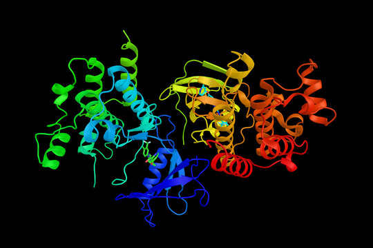 B-Raf, a protein is involved in sending signals inside cells which are involved in directing cell growth. Shown to be faulty (mutated) in some human cancers. 3d rendering