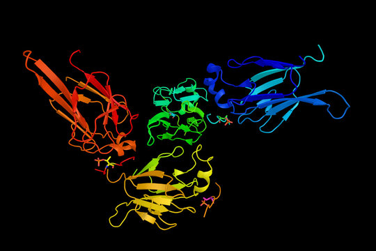 Checkpoint kinase 2, which operates in an intricate network of proteins to elicit DNA repair, cell cycle arrest or apoptosis in response to DNA damage. 3d rendering