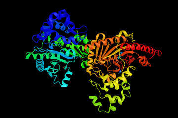 Creatine kinase, an enzyme expressed by various tissues and cell types. Assayed in blood tests as a marker of damage such as in myocardial infarction, muscular dystrophy and acute kidney injury