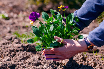 the woman is holding a container with seedlings of blooming violets.