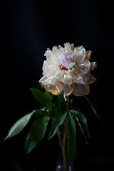 
faded flowers