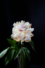 Obraz premium faded flowers