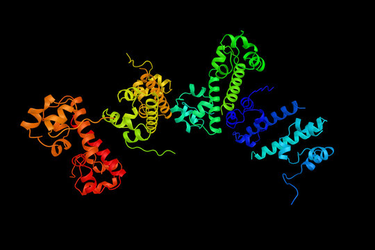 Ephrin type-B receptor 2, a protein which is a receptor for ephrin-B family members. 3d rendering