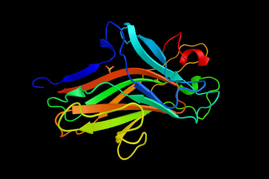 Ephrin type-B receptor 4, a protein which binds to ephrin-B2 and plays an essential role in vascular development. 3d rendering