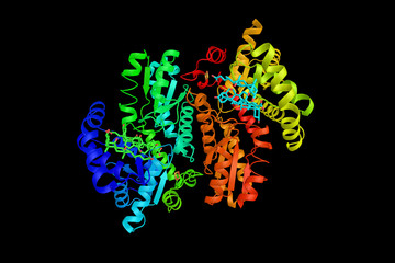 Ferrochelatase, an enzyme thatcatalyses the eighth and terminal step in the biosynthesis of heme, converting protoporphyrin IX into heme B. 3d rendering