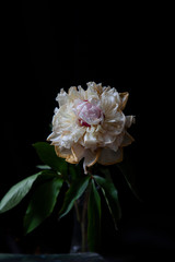 
faded flowers
