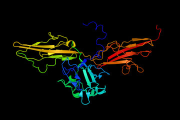 Fibroblast growth factor receptor 3, a protein which is overexpressed in gynecological tumor samples, suggesting a role in breast and ovarian tumorigenesis. 3d rendering