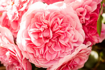  pink rose petals. Selective focus. Abstract blurred Flowers background..