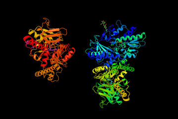 Polyamine oxidase, a Flavin-containing amine oxidoreductase. 3d rendering