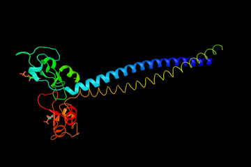 FYVE zinc finger which binds Phosphatidylinositol 3-phosphate in a way dependent on its metal ion coordination and basic amino acids. 3d rendering