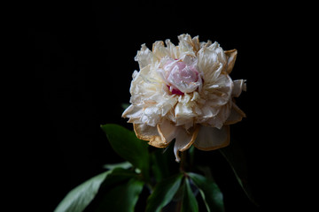 
faded flowers