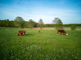 Dairy cows with calves in Germany