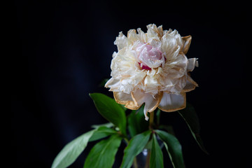 pink and white flower