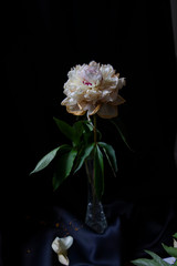 pink and white flower