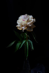 pink and white flower