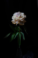 pink and white flower