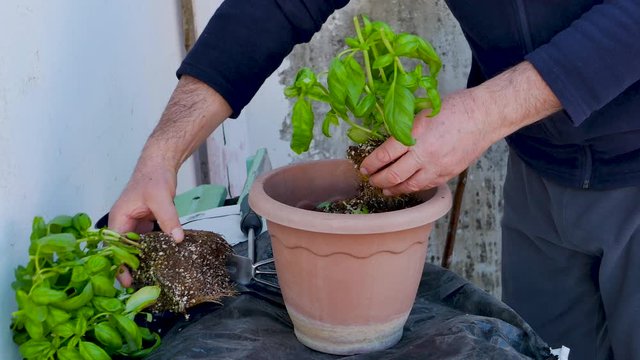 Man repotted a basil plant in a larger pot from his garden on his home balcony