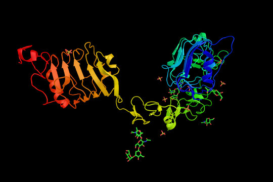 Insulin-like Growth Factor 1 Receptor, A Protein Found On The Surface Of Human Cells. 3d Rendering. A Transmembrane Receptor. 3d Rendering