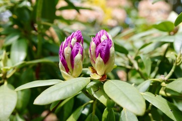 Rhododendron Knospen