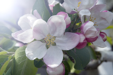 Fototapeta na wymiar apple tree flower on a clear sunny day, selective focus