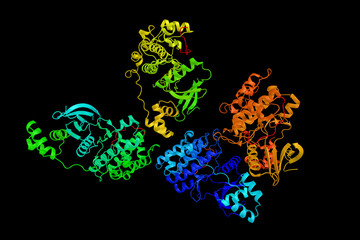 Obraz na płótnie Canvas Serine/threonine-protein kinase MARK2, an enzyme shown to be encoded by a single mRNA ubiquitously expressed. Interacts with AKT1. 3d rendering