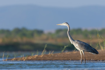 A common heron on the hunt after fish in the sea
