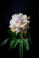 pink and white flower