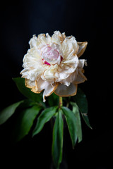 pink and white flower