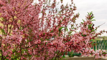 flowering Bush nut almond. almond flowers. Bush in flowers.photo