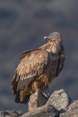 Griffon vulture in a detailed portrait, standing on a rock overseeing his territory