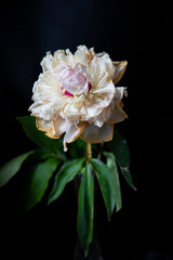 pink and white flower