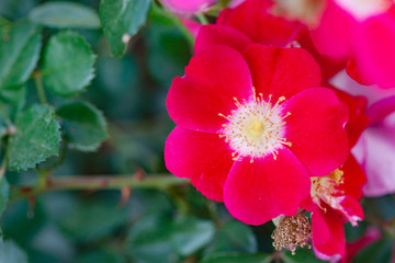 five petals pink rose in the garden