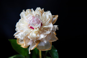 pink and white flower