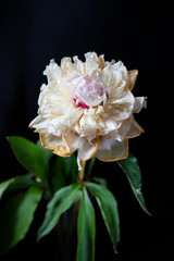 Obraz premium pink and white flower