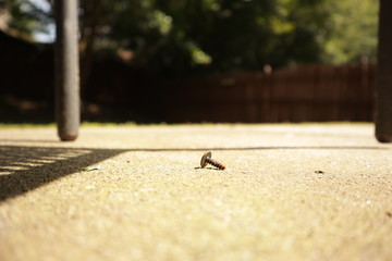 Lone Nail