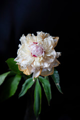 pink and white flower