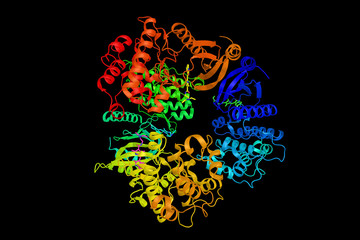 Phosphorylase b kinase gamma catalytic chain, testis/liver isoform, an enzyme that in humans is encoded by the PHKG2 gene. 3d rendering