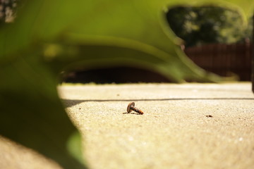 Nail with Leaf in Front of the Lens