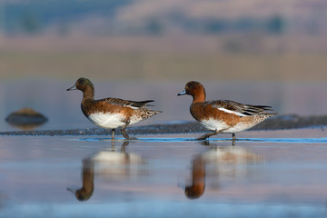 Eurasian wigeon. Anas penelope.