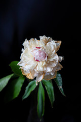 pink and white flower