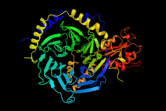 Phosducin-transducin beta-gamma complex, a part of the G protein family. These proteins are involved in transmitting signals from a variety of stimuli outside a cell to its interior. 3d rendering