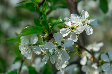 Apple tree flowers