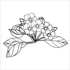 hand drawn flower. Coloring with flowers, buds and leaves of Apple trees. Black and white drawing of Apple flowers for coloring.