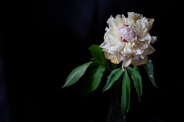 pink and white flower