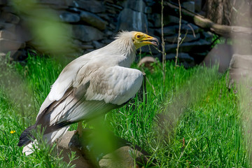 In captivity and locked up in a zoo