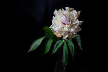 pink and white flower