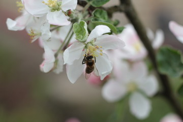 bee on a flower