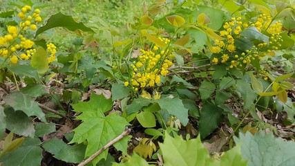yellow flowers in the garden